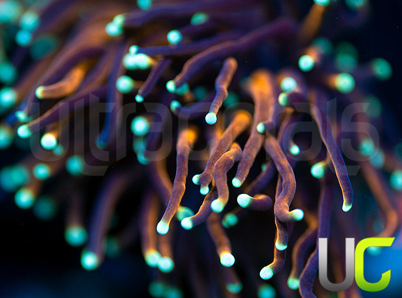 UC Funfetti Torch