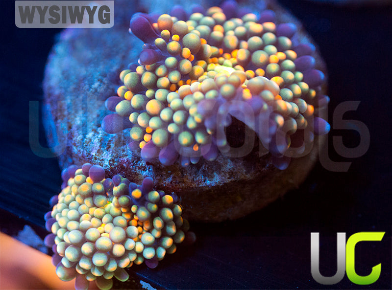 Ultra Multicolored Ricordea Florida