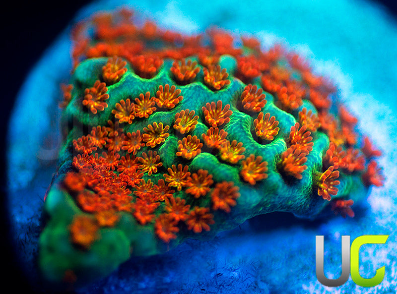 JF Aquaman Monti