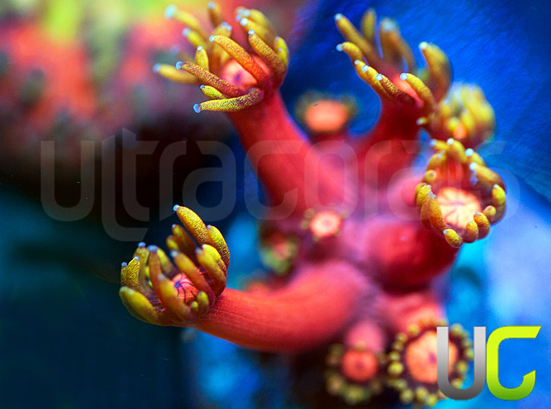 Reverse Poinsettia Goni