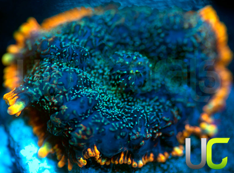UC Lava Ring Mushroom