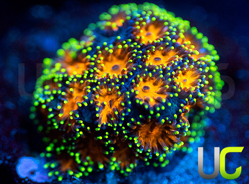 UC Lightning Tip Leptastrea