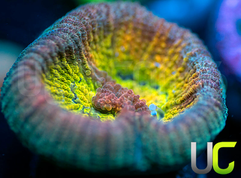 UC Rainbow Goniastrea