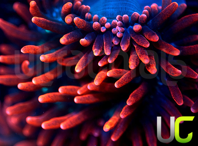 Black Widow Anemone - Medium