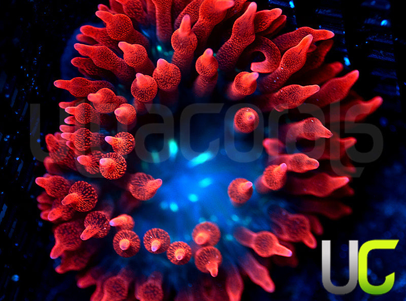 Black Widow Anemone - Medium