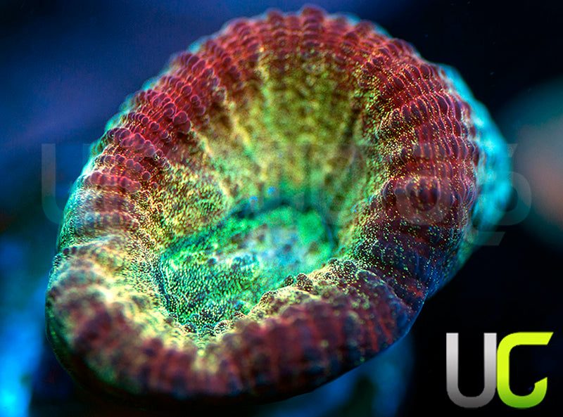 UC Red Rebel Goniastrea