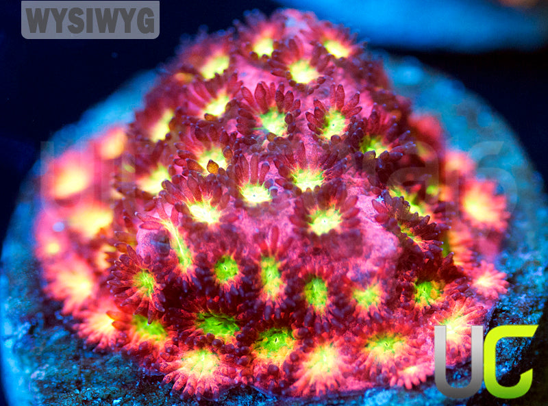 UC Sweet Tart Madracis