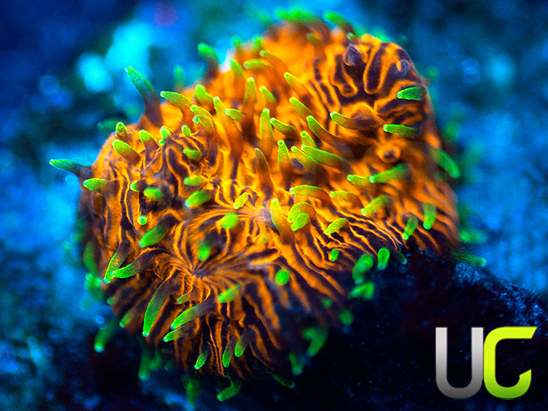 UC Fuzzy Navel Litho