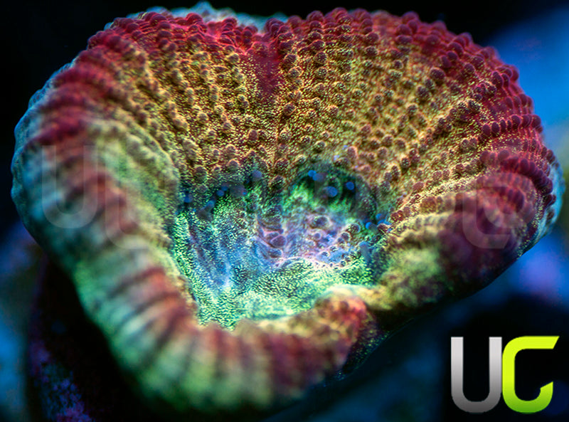 UC Red Rebel Goniastrea