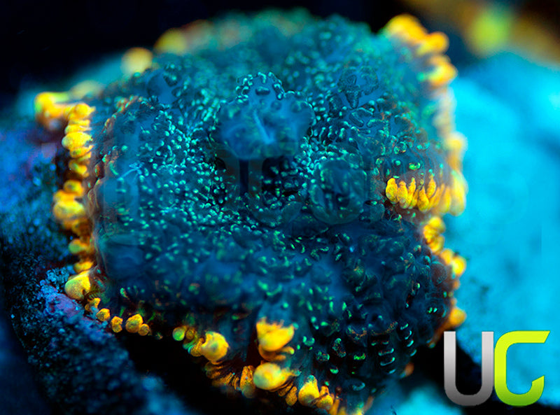 UC Lava Ring Mushroom