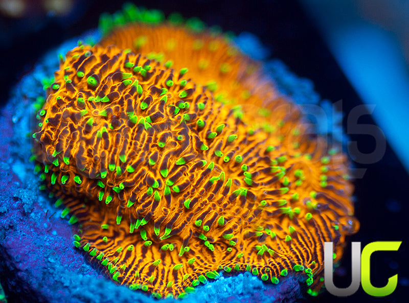 UC Fuzzy Navel Litho