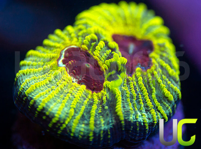 UC Electric Honeycomb Favia