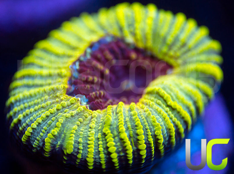 UC Electric Honeycomb Favia