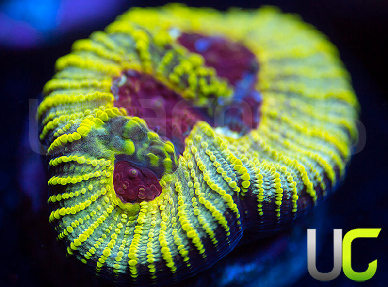 UC Electric Honeycomb Favia