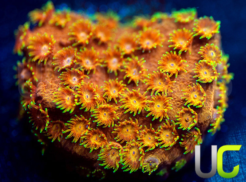 WWC Hi-C Cyphastrea
