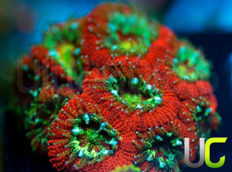 UC Tangerine Blasto