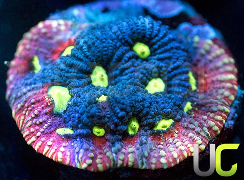 UC Pink Splash Favites