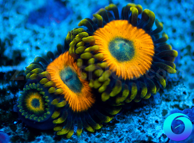 Scrambled Eggs Zoanthids