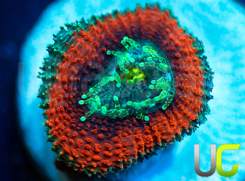 UC Battlestar Micro Amakusensis
