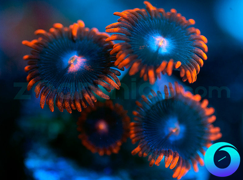 Screamers