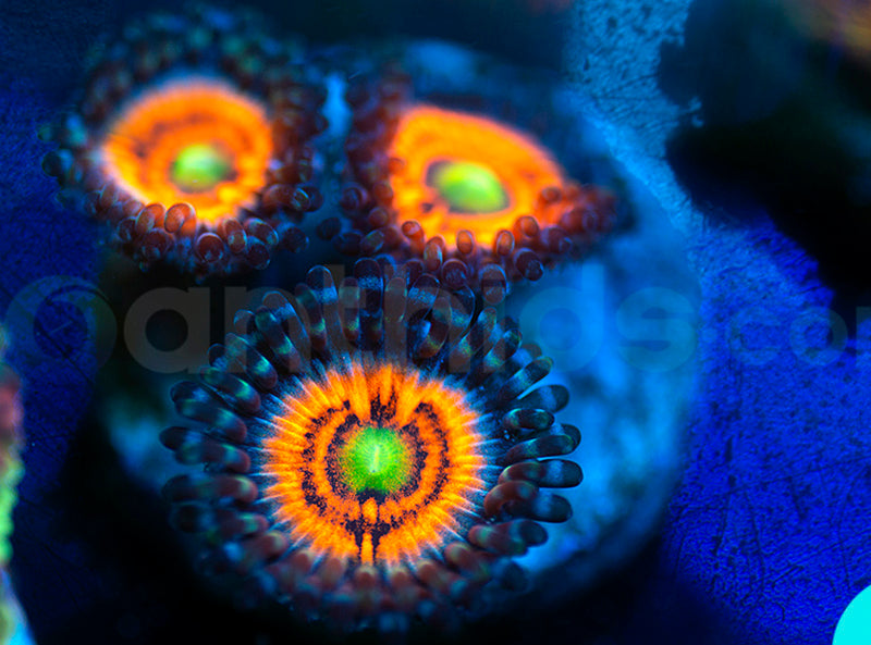 Neon Nights
