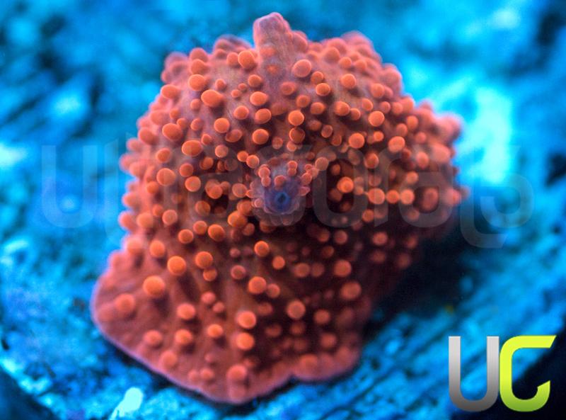 Fire Red Mushroom