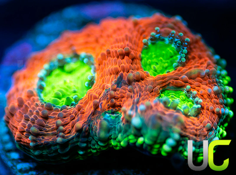 UC Agent Orange Acan Echinata
