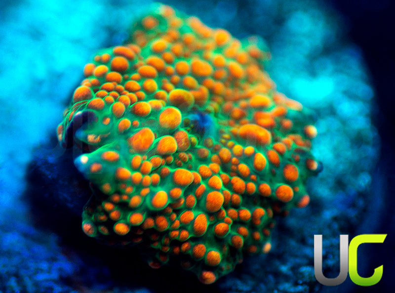 UC Battlestar Mushroom