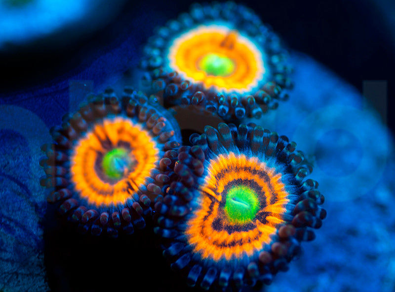 Neon Nights