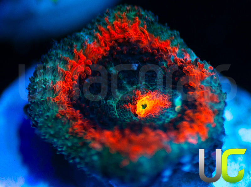 NEW RELEASE UC Baller Micro Amakusensis