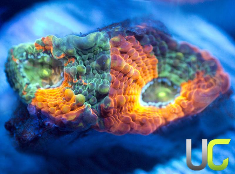 UC Playdoh Echinata