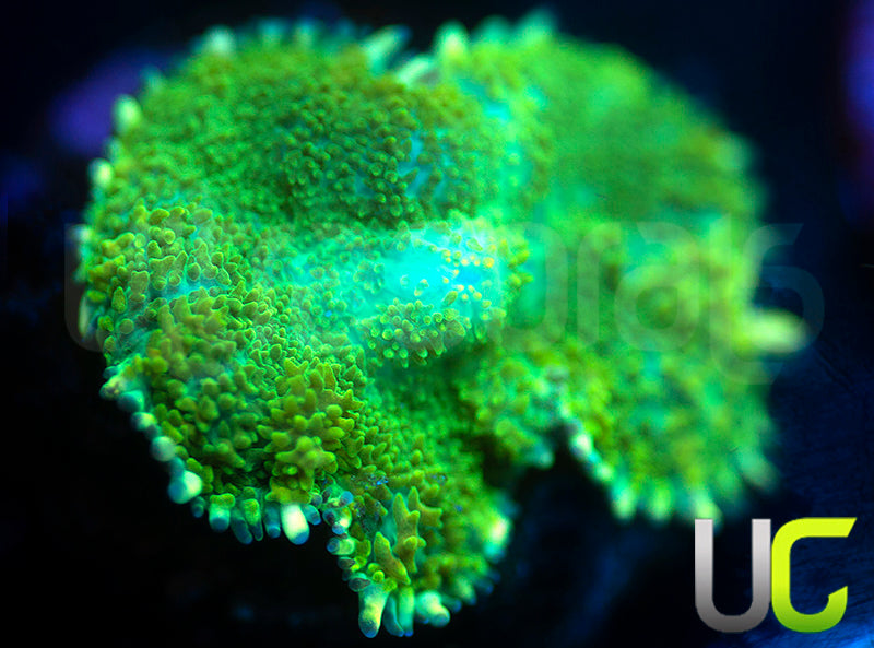 UC Shrek Mushroom