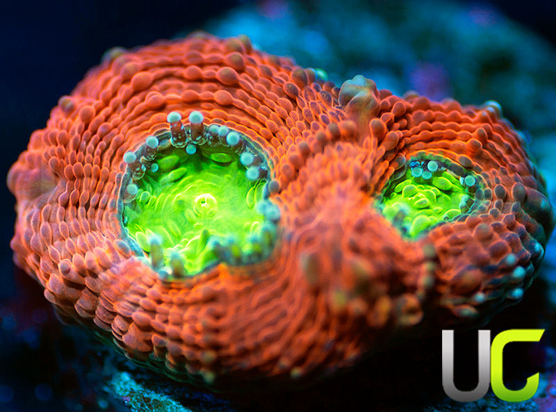 UC Agent Orange Acan Echinata