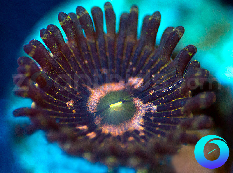 Queen Krakatoa