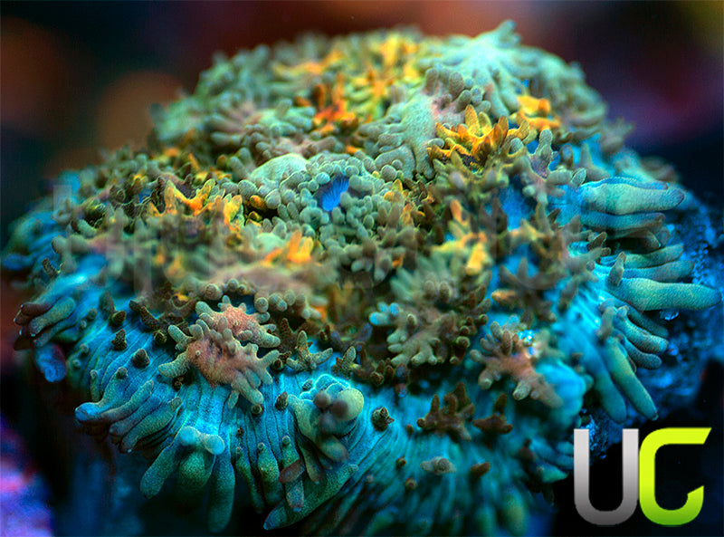 UC Magic Mushroom