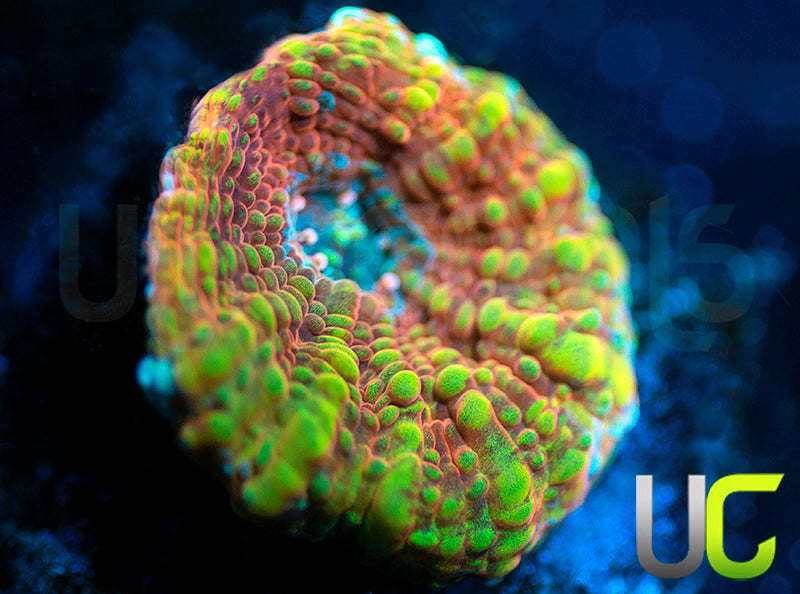 UC Lumiere Chalice