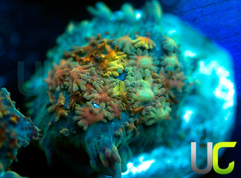 UC Magic Mushroom