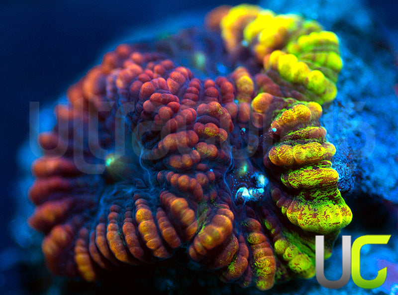 UC Sinister Favia