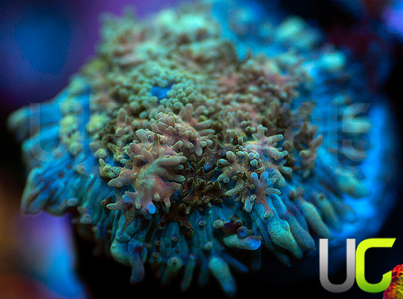 UC Magic Mushroom