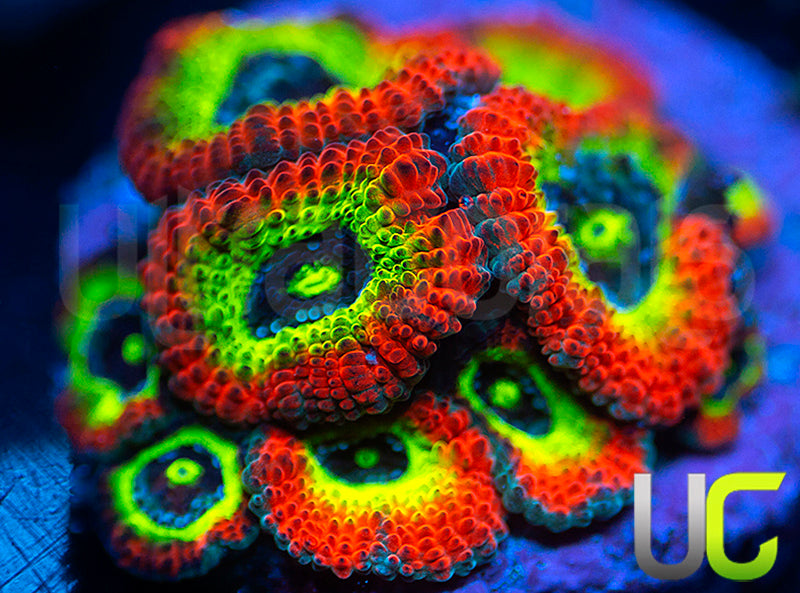 BigR Holy Grail Micro Amakusensis