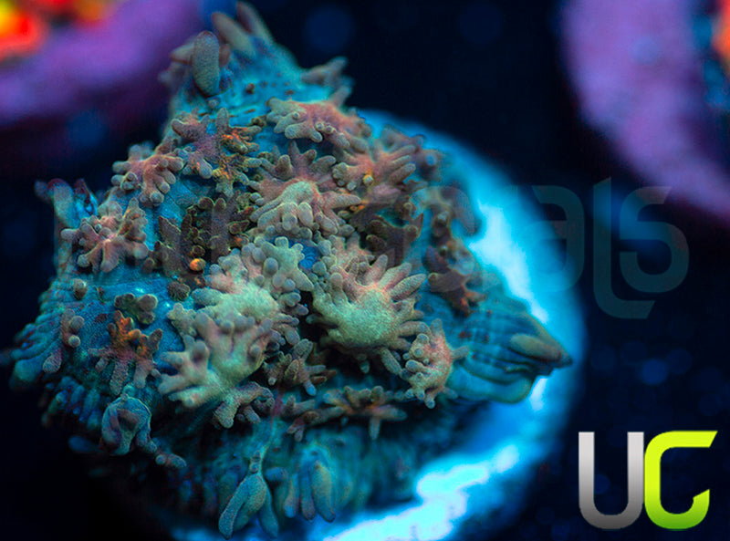 UC Magic Mushroom