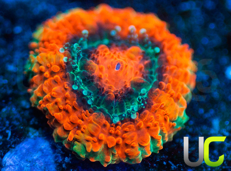 UC Mothership Micro Amakusensis