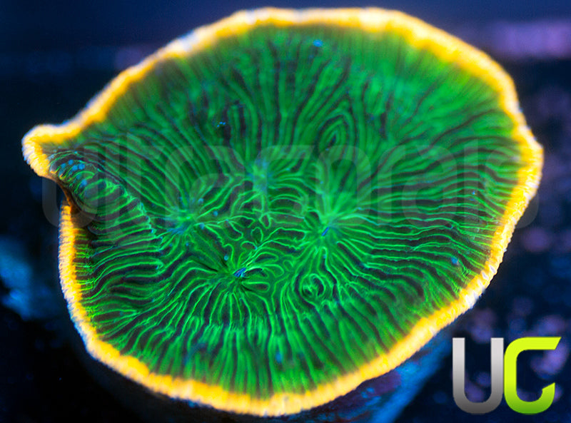 UC Crackle Lepto