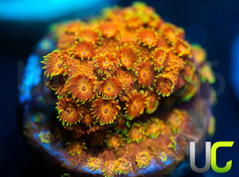 WWC Hi-C Cyphastrea