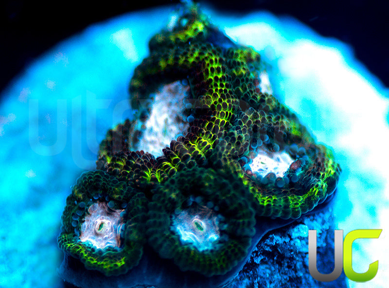 NEW RELEASE: UC Summons Micro Amakusensis
