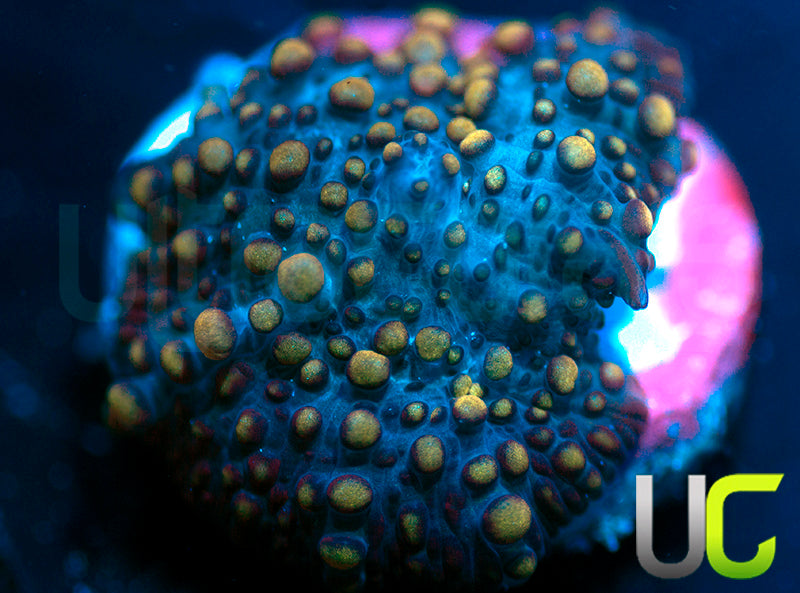 UC Morgana Mushroom