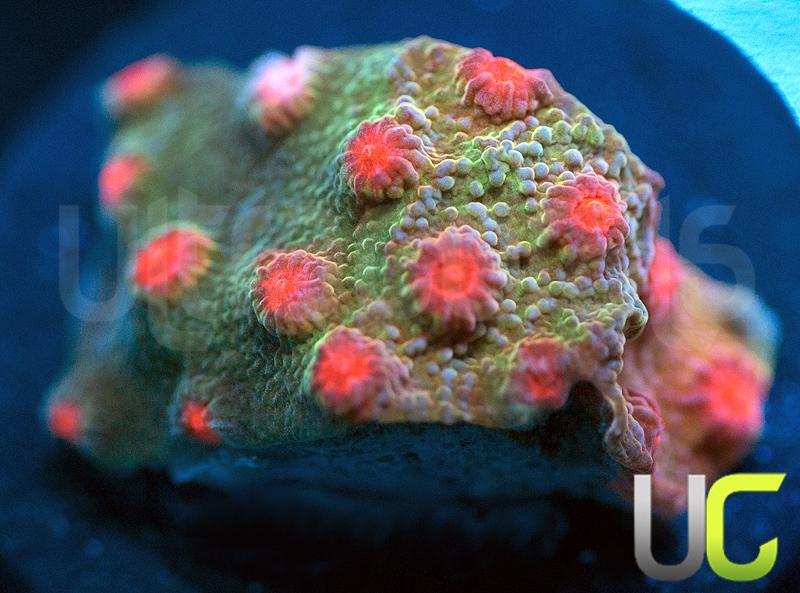 UC Rise and Shine Cyphastrea