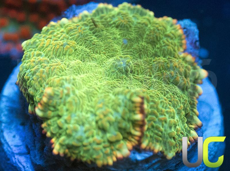 UC Bios Shroom