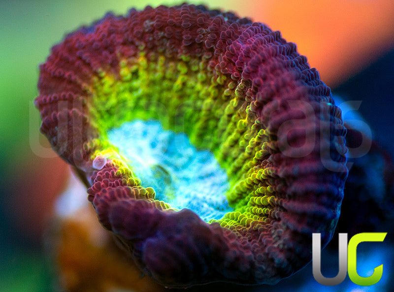 NEW RELEASE: UC Regal Goniastrea