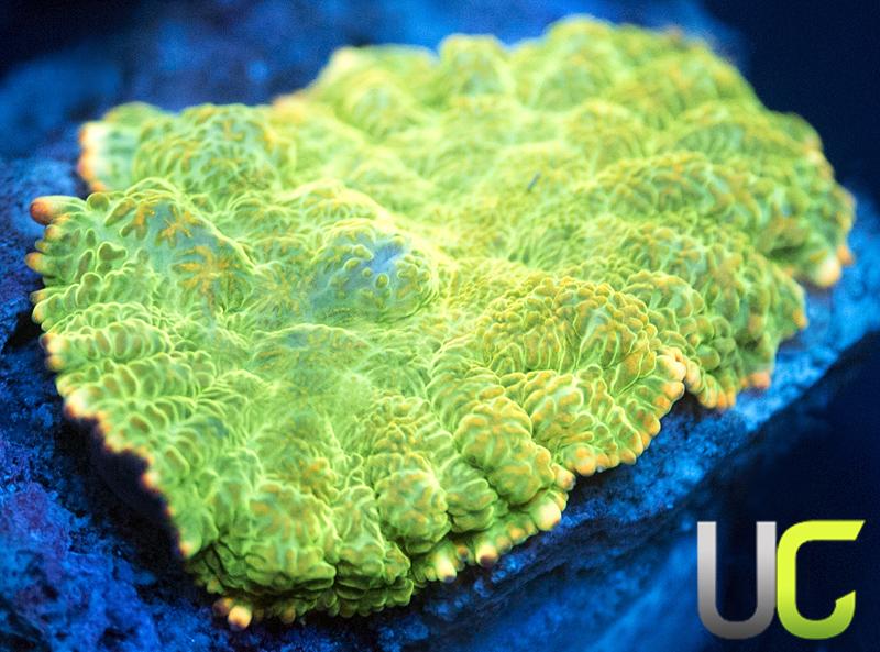 UC Bios Shroom